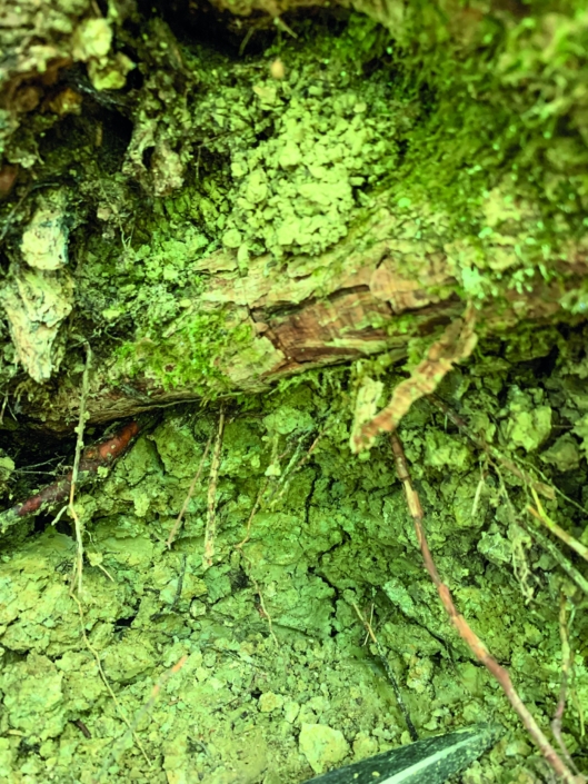 Exkursion Baierbrunn: Sinterfläche
