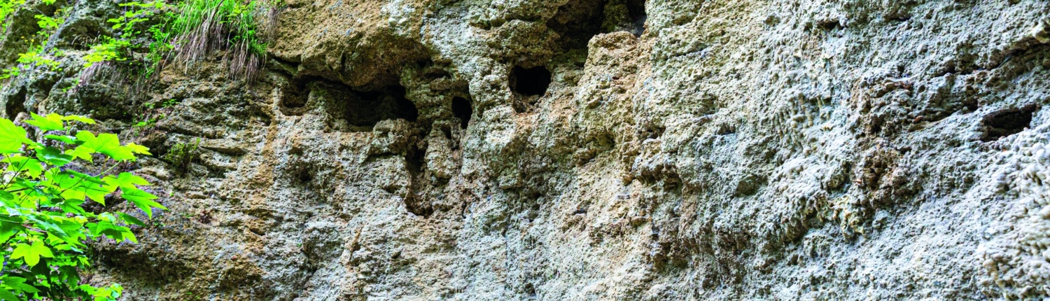 Exkursion Baierbrunn: Klettergarten Deckenschotter