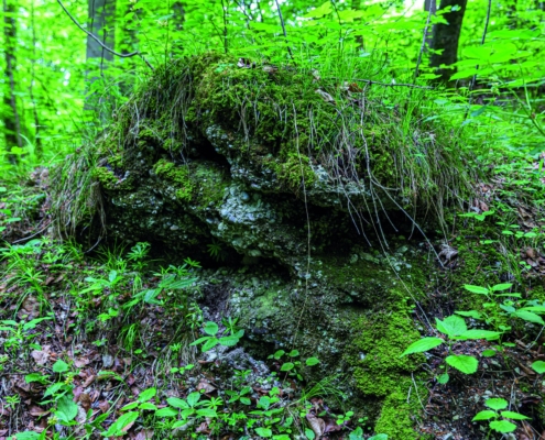 Exkursion Baierbrunn: Felssturzblock