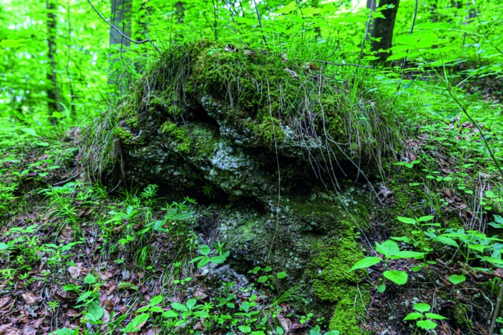 Exkursion Baierbrunn: Felssturzblock