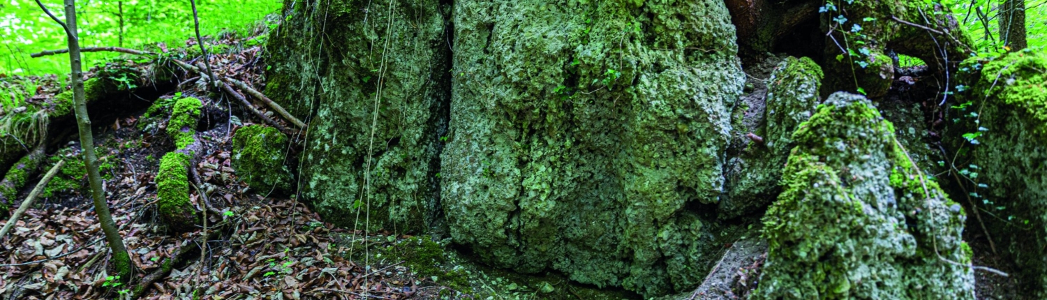 Exkursion Baierbrunn: Rutschungsscholle