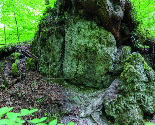 Exkursion Baierbrunn: Rutschungsscholle
