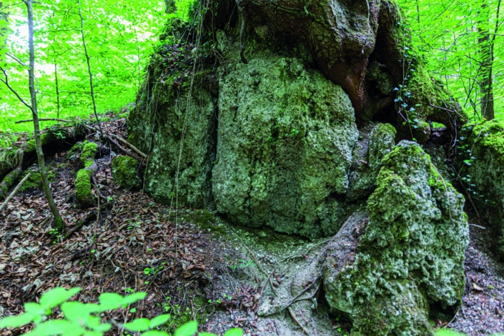 Exkursion Baierbrunn: Rutschungsscholle