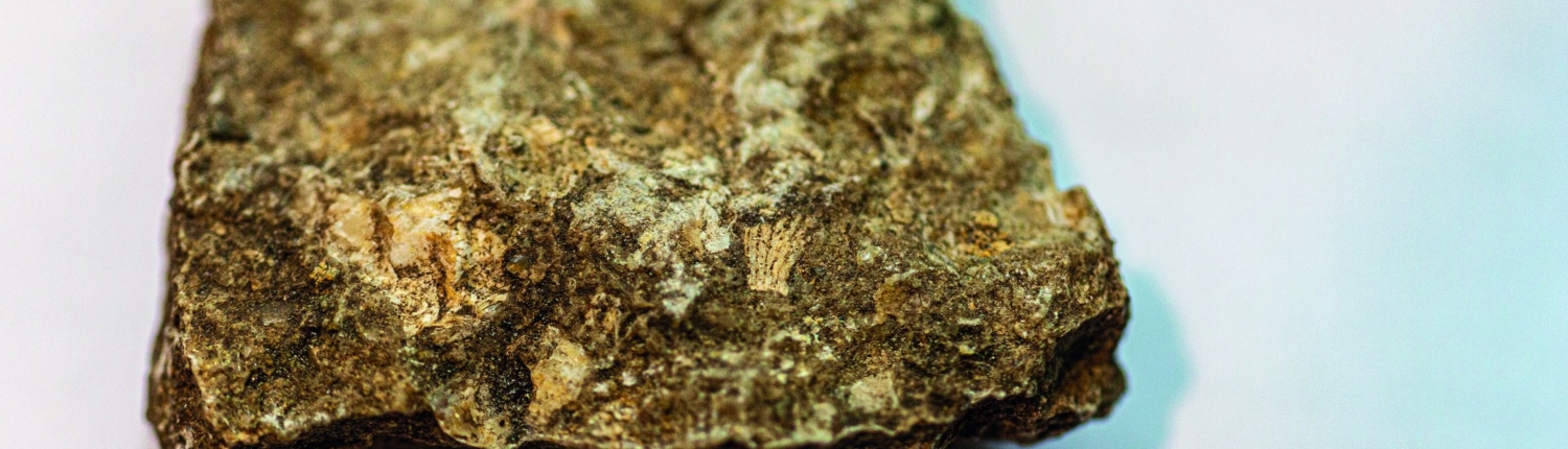 Exkursion Peißenberg: Muschelfossil OMM Exkursion Peißenberg: Muschelfossil OMM