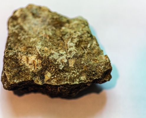 Exkursion Peißenberg: Muschelfossil OMM