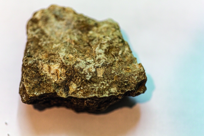 Exkursion Peißenberg: Muschelfossil OMM Exkursion Peißenberg: Muschelfossil OMM